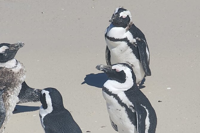 Cape Peninsula &Penguin Sightseeing in Private Car Full Day Tour - The guide can shape the day