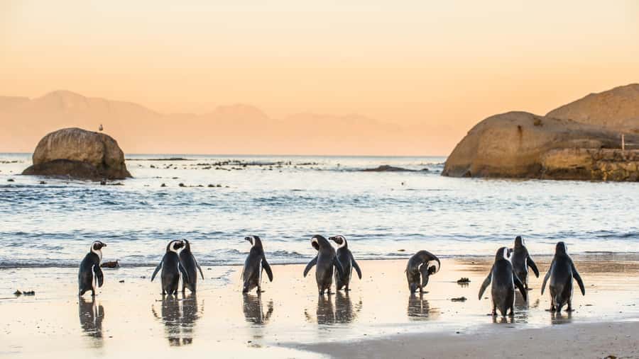 Cape Peninsula & Penguins Beach Half Day Tour from Cape Town - Cape of Good Hope: dramatic coast, extra cost