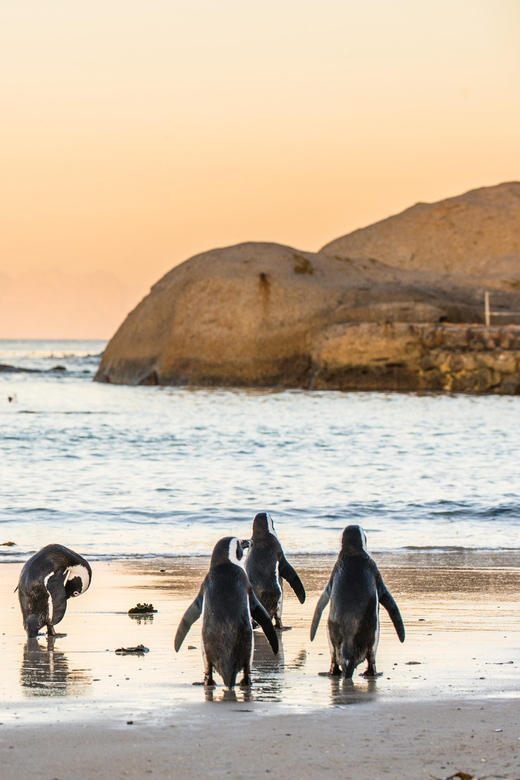 Cape Peninsula & Penguins Beach Half Day Tour from Cape Town - Boulders Beach and the African penguins