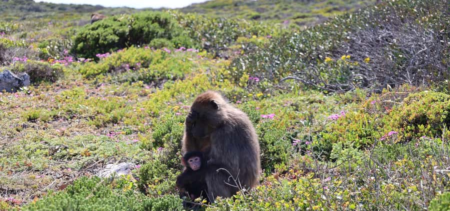 Cape Peninsula & Penguins Beach Half Day Tour from Cape Town - The guides make the short format work