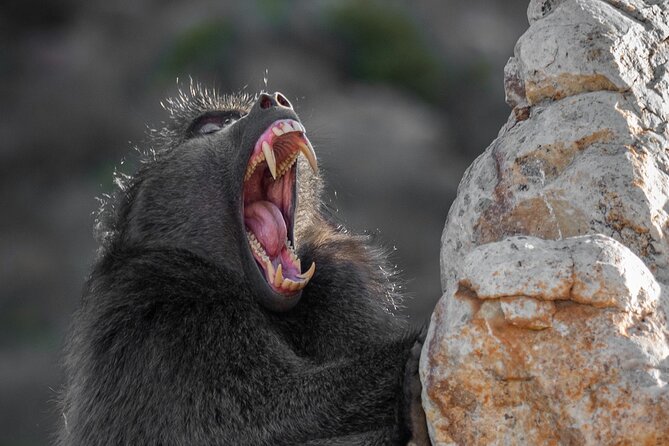 Cape Peninsula & Penguins Private Day Tour, Entrances Included. - Cape Point Nature Reserve needs a full two hours