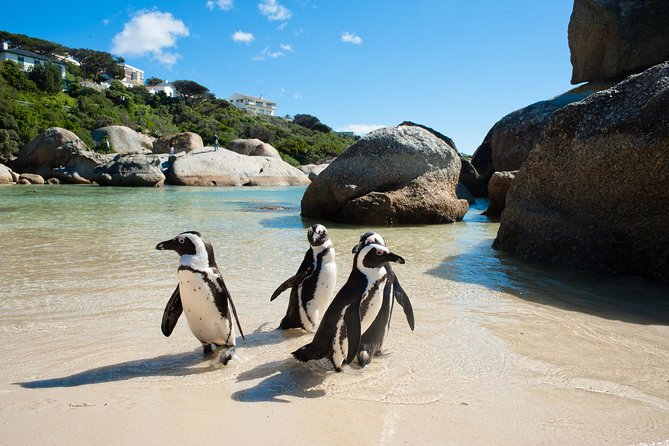 Cape Point and Boulder's Penguins Full Day Tour - Walking to the Cape of Good Hope