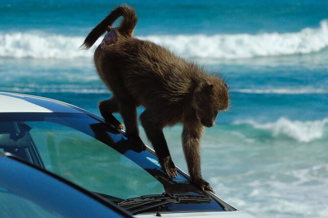 Cape Point and Boulder's Penguins Full Day Tour - Coach comfort, group size, and timing