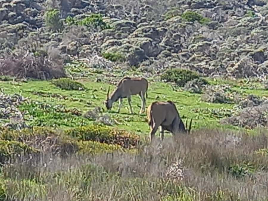cape point and penguin ,muizenberg, bookapp - Chapman’s Peak, where the road becomes the attraction