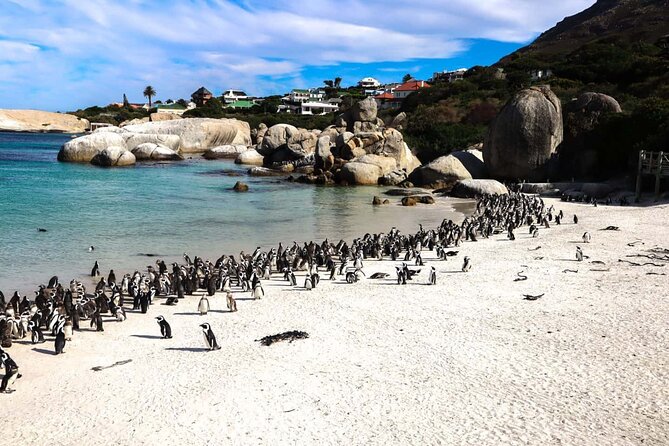 Cape Point , Boulder Beach Penguins and Cape of Good Hope Tour. - Maiden’s Cove and the Camps Bay finish