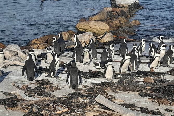Cape Point Cape Of Good Hope And Penguins Private Tour - Noordhoek and the long Cape Peninsula route