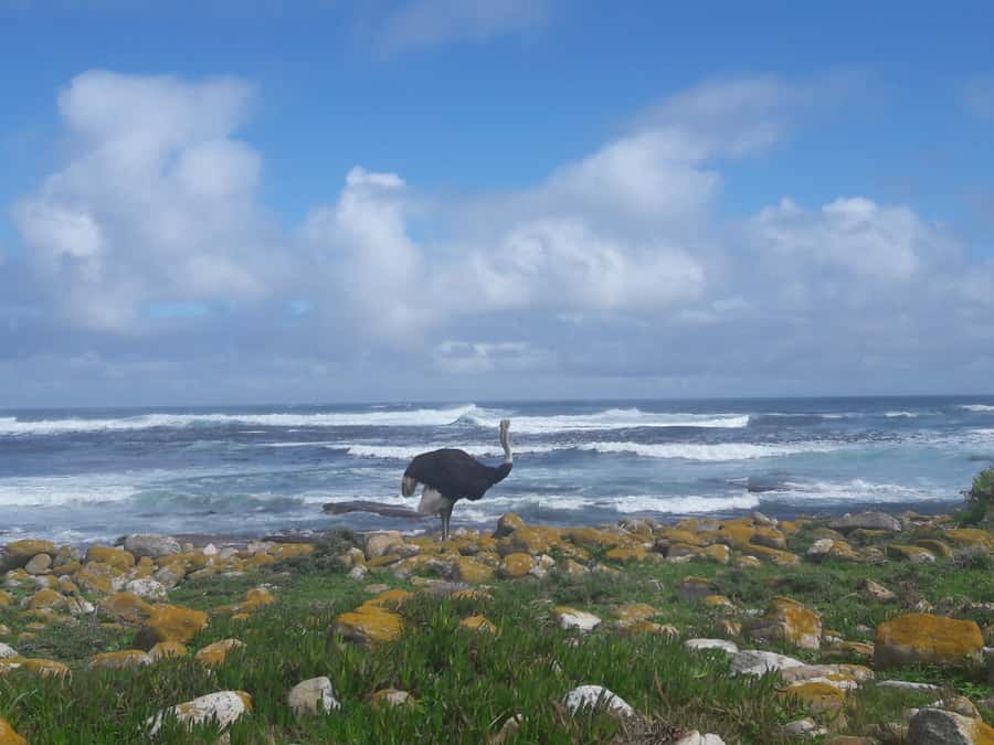 Cape Point Cape of Good Hope, Penguins Private Half day Tour - Key points to know before you book