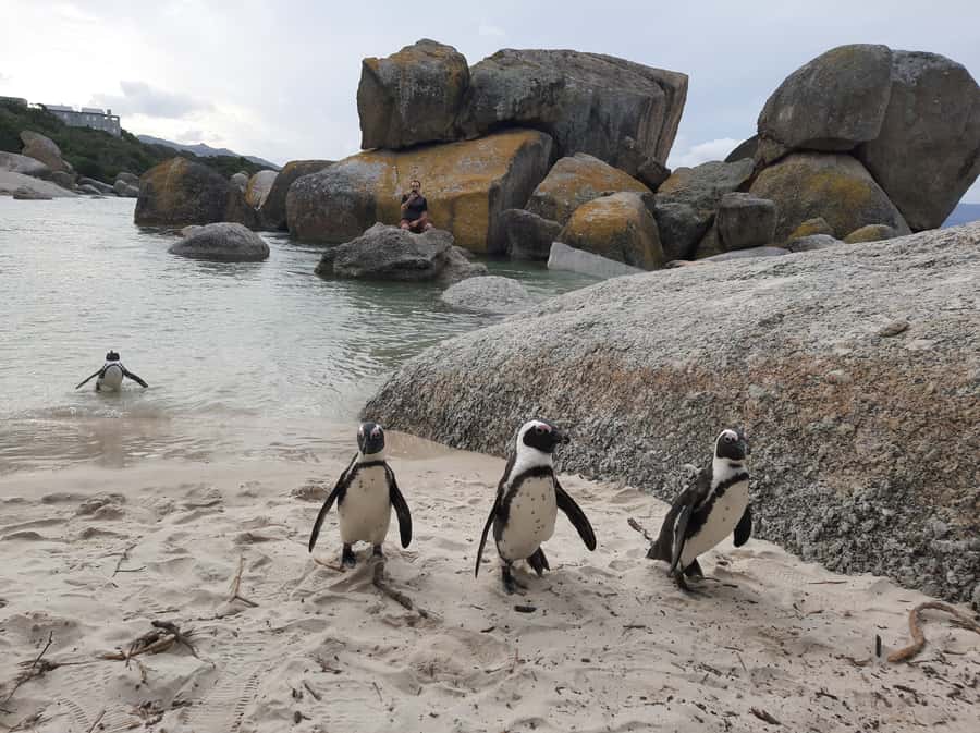 Cape Point Cape of Good Hope, Penguins Private Half day Tour - Why the Cape Peninsula makes a strong half-day trip