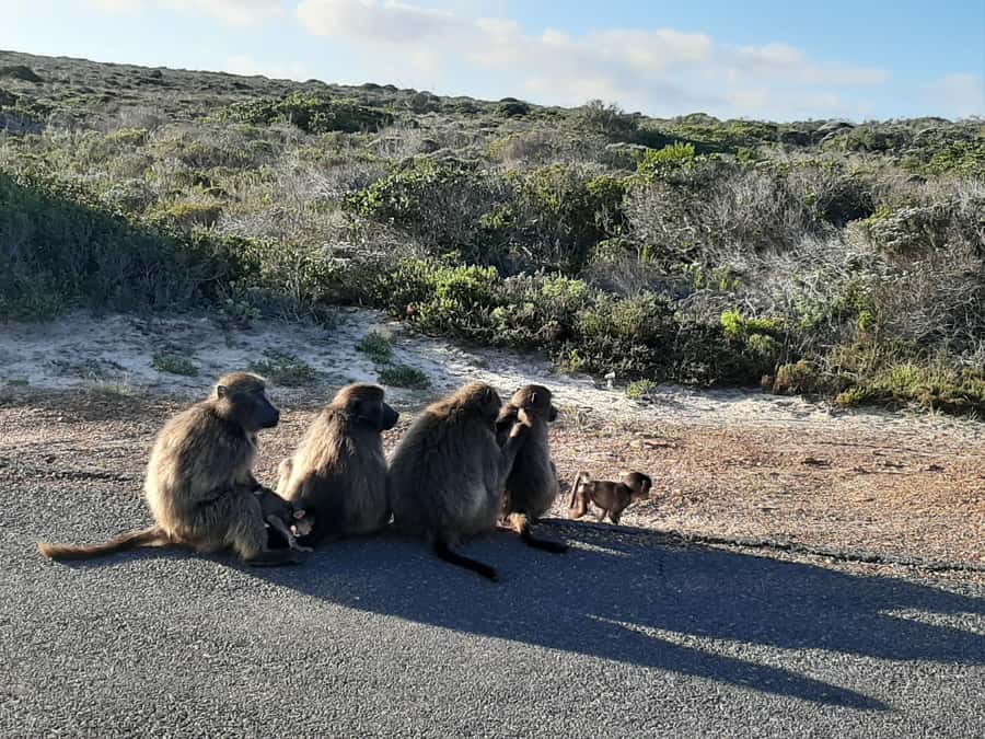 Cape Point Cape of Good Hope, Penguins Private Half day Tour - From Cape Town to Muizenberg and False Bay