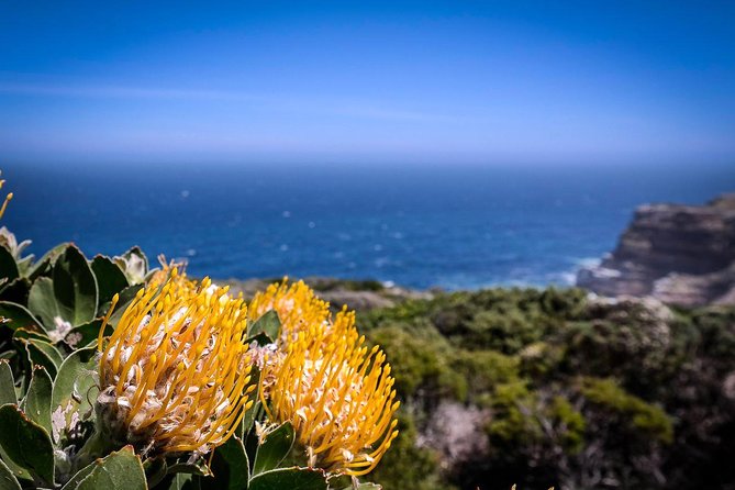 Cape Point Explore with Boulder's Penguins Small Group Day Tour - Cape Point Nature Reserve brings the open-air portion