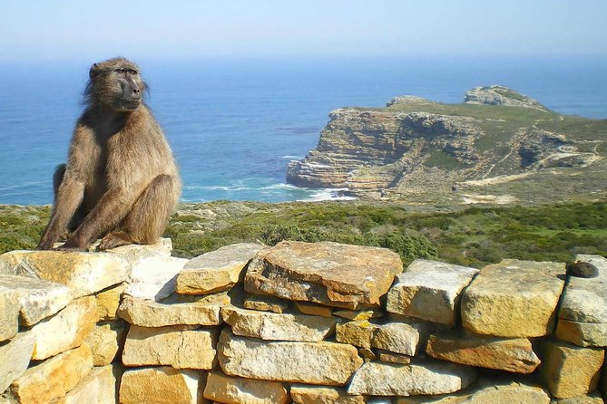 Cape Point Explore with Boulder's Penguins Small Group Day Tour - Boulders Beach is the wildlife choice