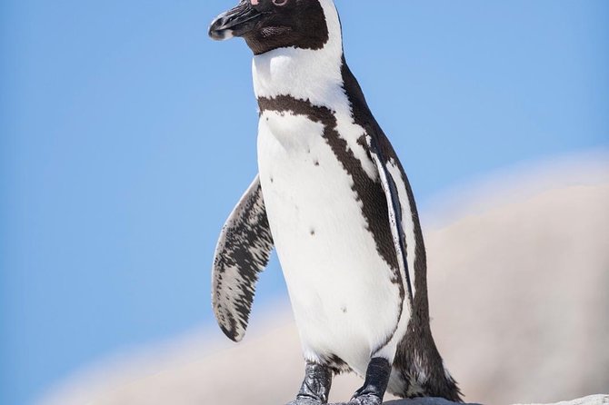 Cape Point Penguin Tour - What $230.05 per person gets you