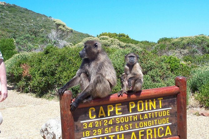 Cape Point & Penguins full day tour - Who should choose this Cape Town tour?