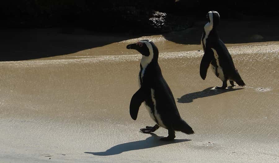 Cape Point & Penguins: Private Cape Peninsula Tour. - Simon’s Town and the African penguins
