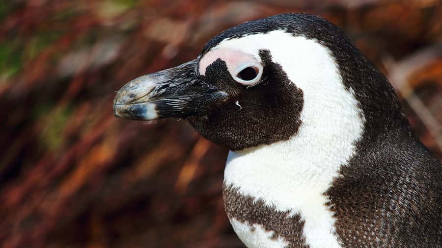 Cape Point & Penguins: Private Cape Peninsula Tour. - Cape Point and the Cape of Good Hope