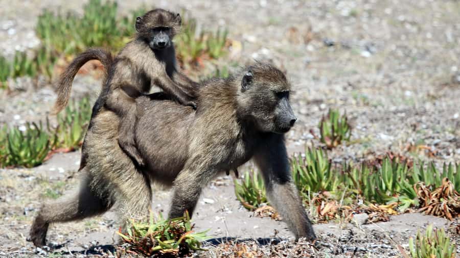 Cape Point & Penguins: Private Cape Peninsula Tour. - Who should book this tour?