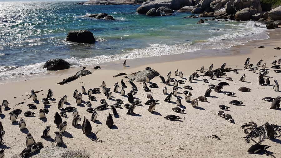 Cape Point & Penguins: Private Cape Peninsula Tour. - From Cape Town toward False Bay