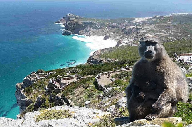 Cape Town Atlantic Helicopter Private Tour including Penguins Cape Point & Lunch - Simon’s Town and the story of Just Nuisance