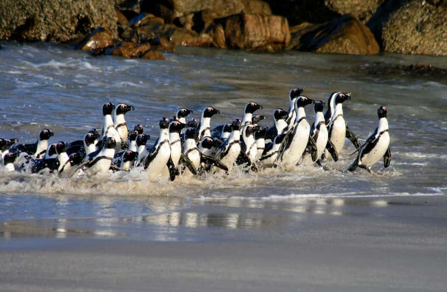 Cape Town: Boulders Penguin Colony Prebooked Entry Ticket - What the Boulders penguin visit is really like