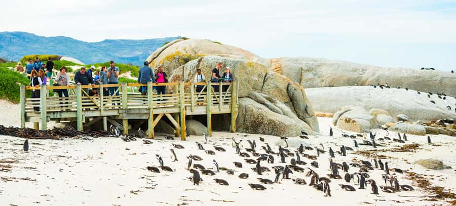 Cape Town: Boulders Penguin Colony Prebooked Entry Ticket - How much time should you allow?