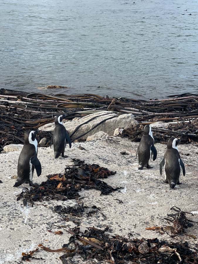 Cape Town: Cape Agulhas and Stony Point Penguin Tour - Hermanus for lunch and possible whale watching