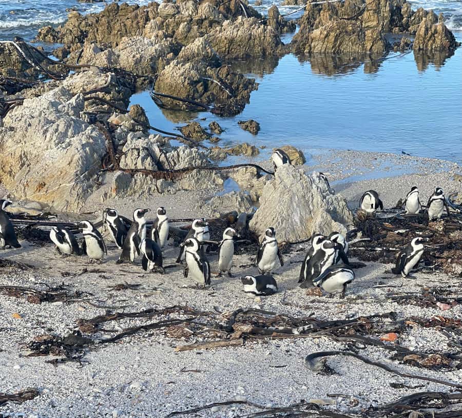 Cape Town: Cape Agulhas and Stony Point Penguin Tour - What the $249 price includes, and what it does not