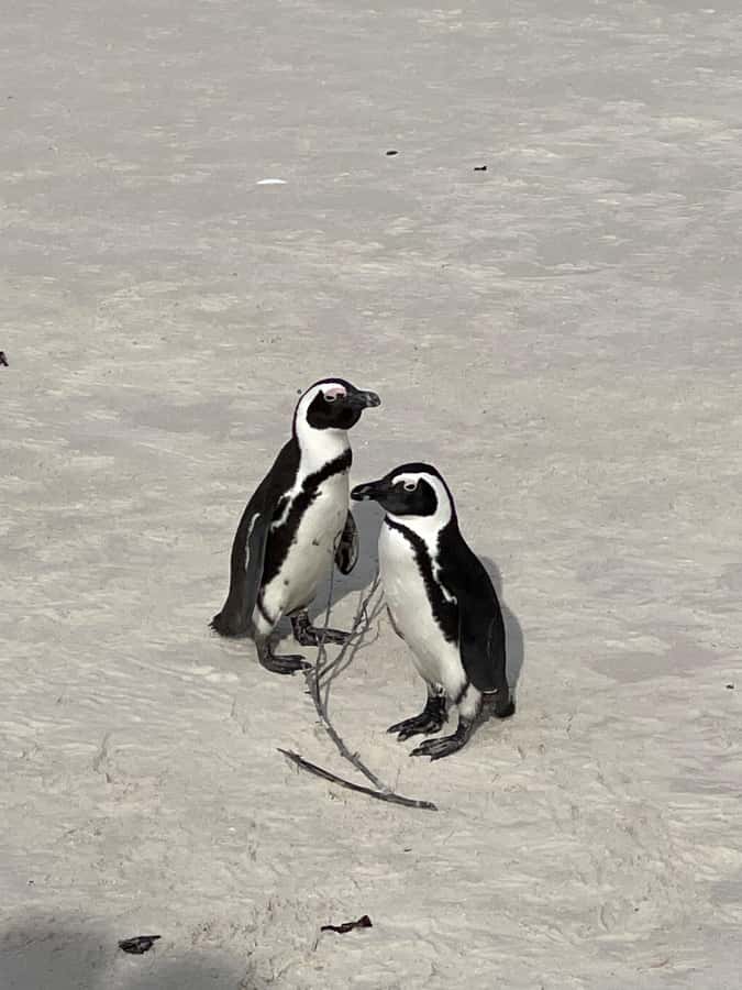 Cape Town: Cape Agulhas and Stony Point Penguin Tour - Guide style and the benefits of a private group