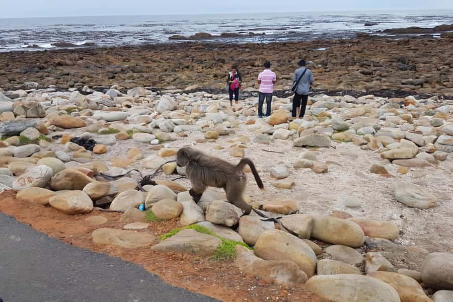 Cape Town: Cape of Good Hope and Penguins Full-Day Tour - Why this full-day route works
