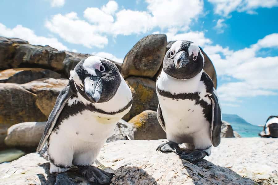 Cape Town: Cape of Good Hope and Penguins Full-Day Tour - Boulders Beach is the day’s most charming stop
