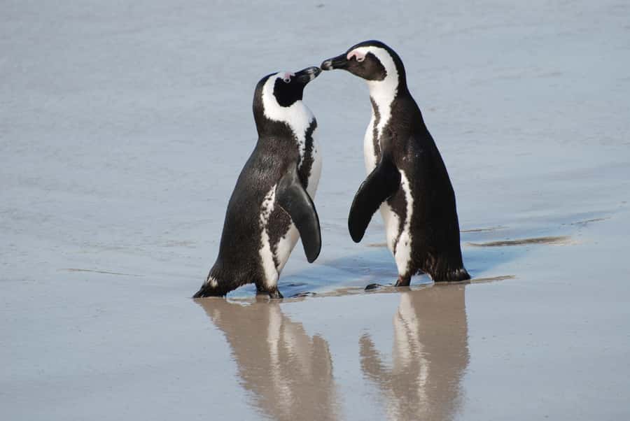 Cape Town: Cape of Good Hope and Penguins Full-Day Tour - Bo-Kaap starts the day with color and context