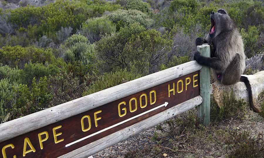 Cape Town: CAPE OF GOOD HOPE AND PENGUINS PRIVATE FULL DAY. - Key points to know before you book
