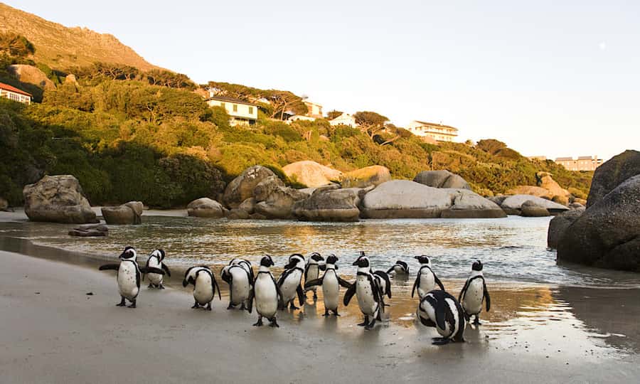 Cape Town: CAPE OF GOOD HOPE AND PENGUINS PRIVATE FULL DAY. - Hout Bay, seals, and the working harbor