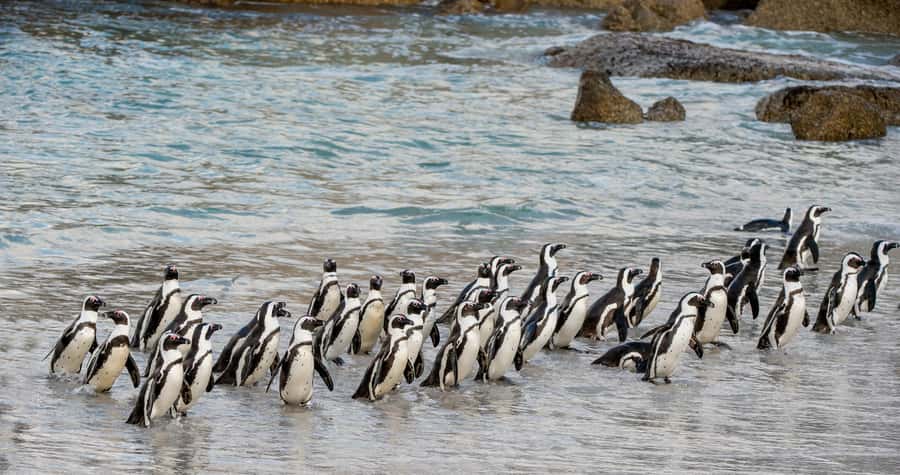 Cape Town: Cape of Good Hope & Penguin Colony Entry Ticket - Why this Cape Peninsula day works