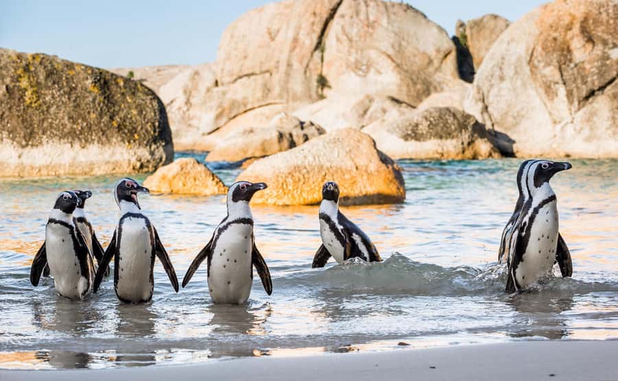 Cape Town: Cape of Good Hope & Penguins Day Tour with Pickup - Simon’s Town is the sensible lunch break