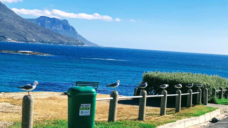 Cape Town: Cape of Good Hope & Penguins Full-Day Guided Tour - Why this Cape Peninsula trip works so well