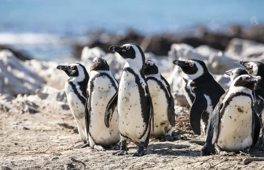 Cape Town: Cape of Good Hope & Penguins Full-Day Guided Tour - Boulders Beach and the African penguins