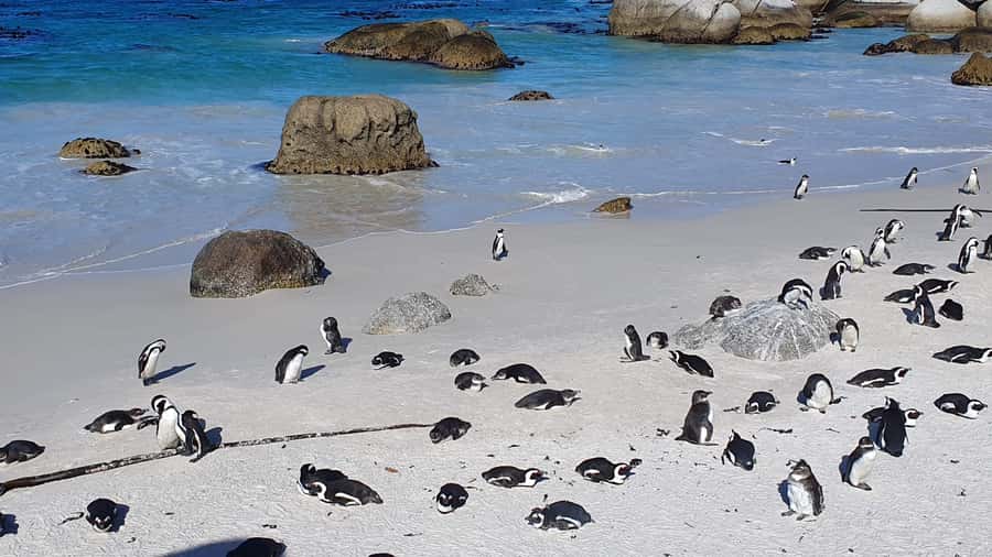 Cape Town: Cape of Good Hope, Seals and Penguins Day Tour - Noordhoek Farm Village and the optional ostrich stop