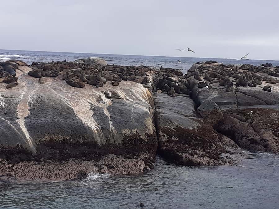 Cape Town: Cape of Good Hope, Seals and Penguins Day Tour - Muizenberg’s beach huts and the final city stop