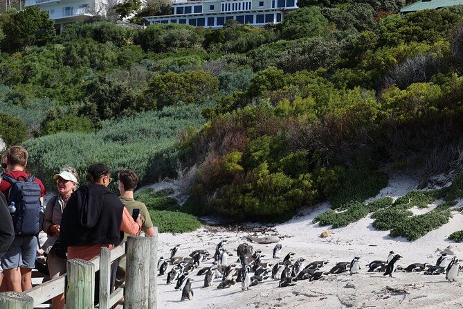 Cape Town: Cape of Good Hope Tour, Penguin Beach & Table Mountain - One long day that covers Cape Town’s big sights