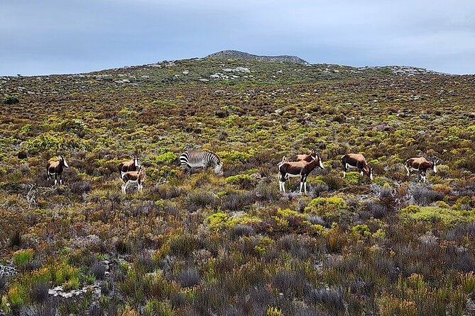 Cape Town: Cape of Good Hope Tour, Penguin Beach & Table Mountain - Chapman’s Peak gives the bus ride real value