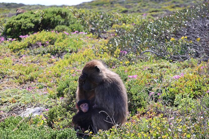 Cape Town: Cape of Good Hope Tour, Penguin Beach & Table Mountain - Cape of Good Hope puts the coast in context