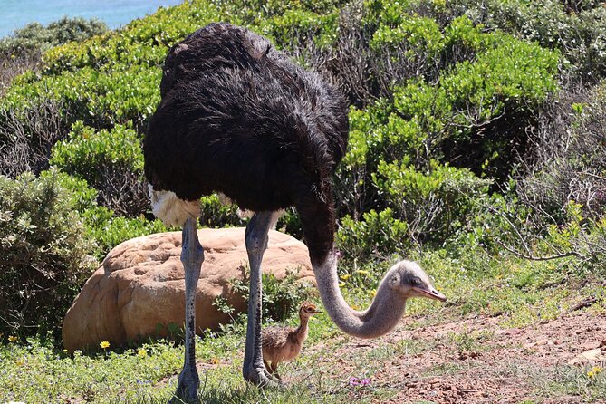 Cape Town: Cape of Good Hope Tour, Penguin Beach & Table Mountain - Maiden’s Cove and the Atlantic coast