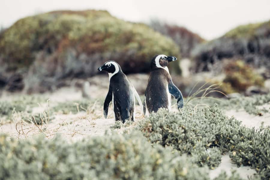 Cape Town: Cape Point and Penguin Colony Full Day Tour - Why this Cape Peninsula tour works so well