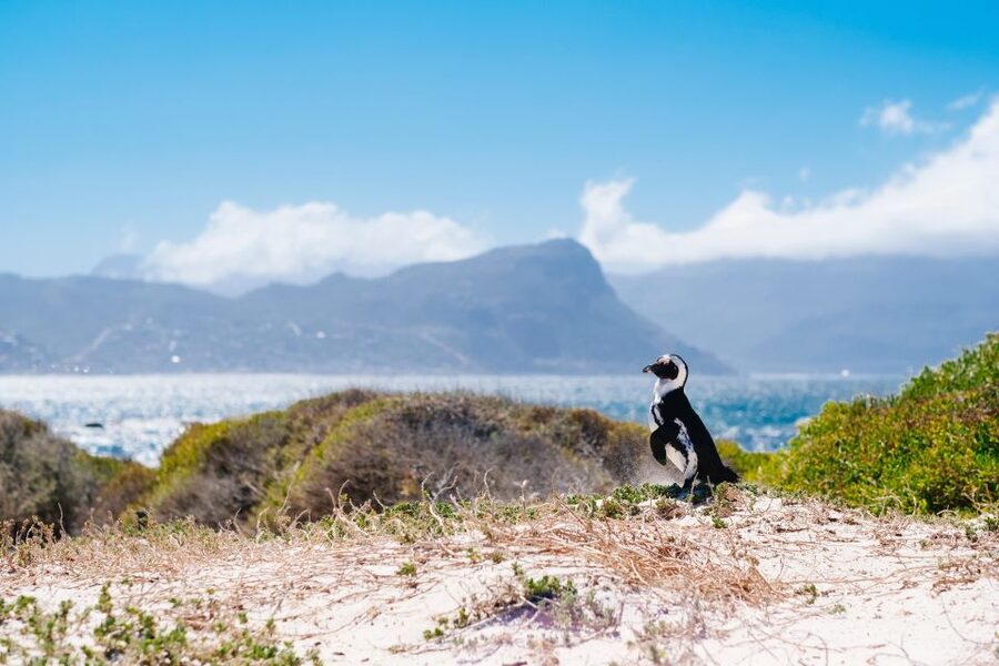 Cape Town: Cape Point and Penguin Colony Full Day Tour - Cape of Good Hope: open views and a famous name
