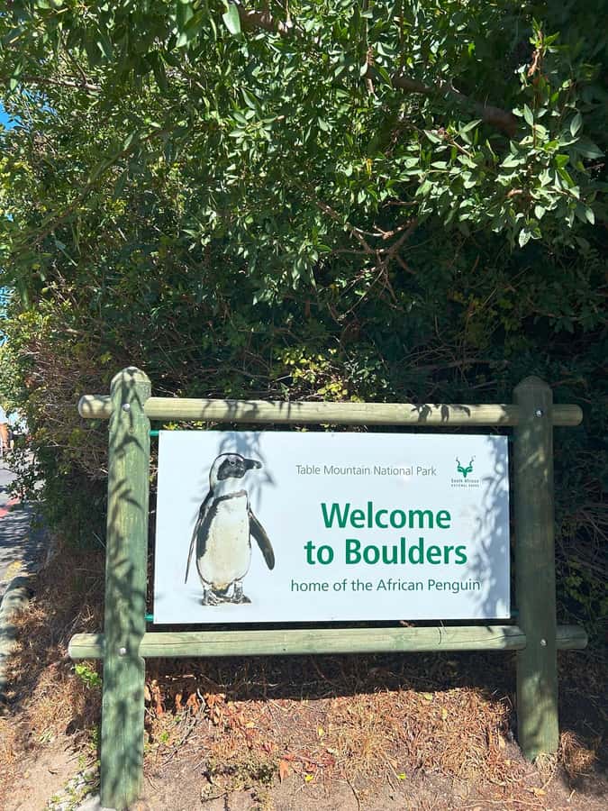 Cape Town: Full Day Cape of Good Hope with Penguins Tour - Boulders Beach brings you close to African penguins