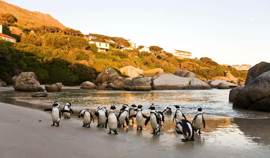Cape Town: Full-Day Cape Peninsula and Penguins Tour - Why this Cape Peninsula route works so well