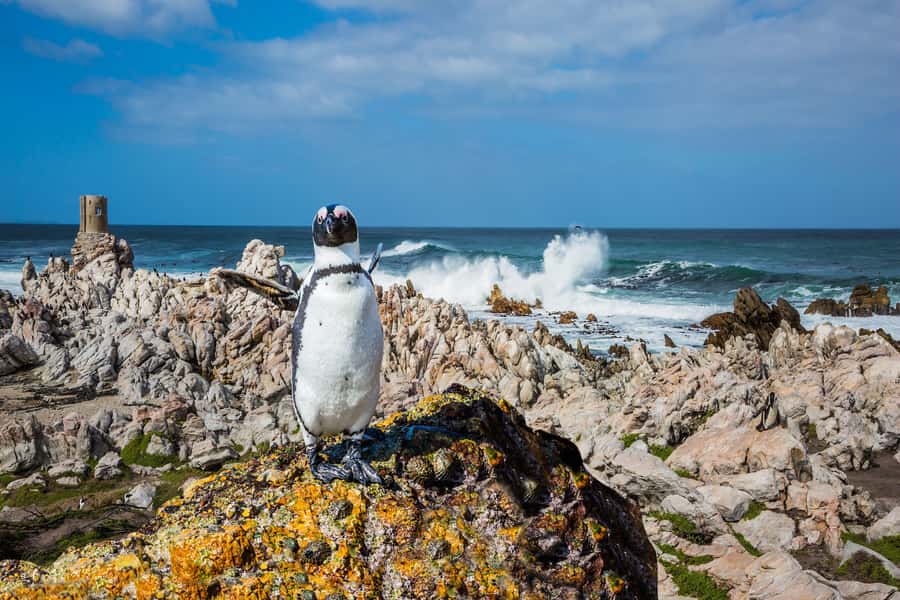 Cape Town: Full-Day Cape Peninsula and Penguins Tour - From Sea Point to Maiden’s Cove and Camps Bay