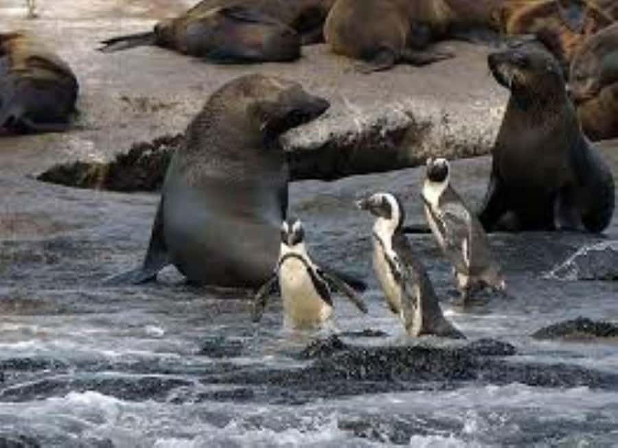 Cape Town: Full-Day Cape Peninsula Tour & Penguin Beach - One long day from Bo-Kaap to Boulders Beach