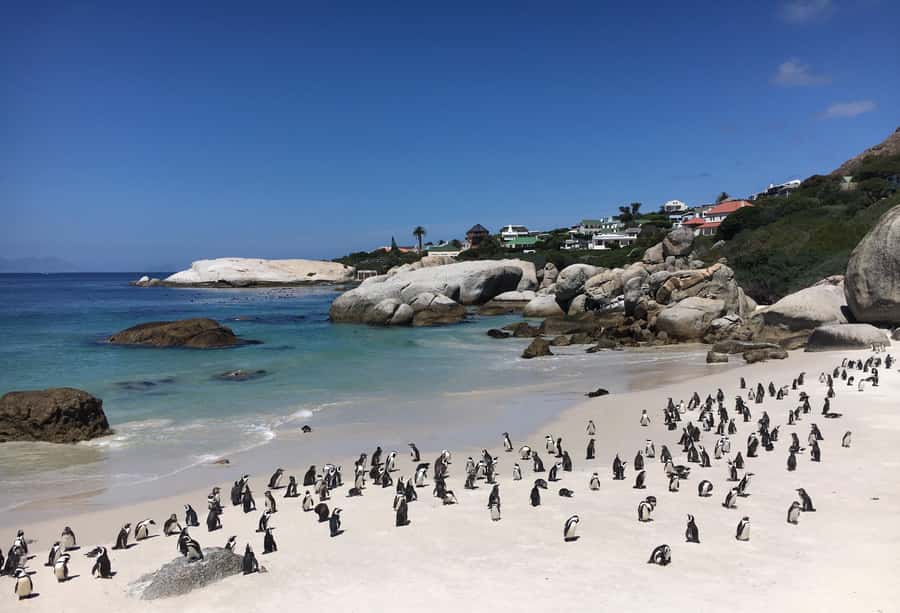 Cape Town: Full-Day Private Tour with Cape Point & Penguins - Chapman’s Peak is more than a photo stop