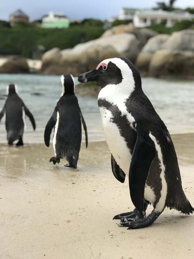 Cape Town: Half-Day Boulders Beach & Penguin Encounter Tour - Why Boulders Beach deserves half a day